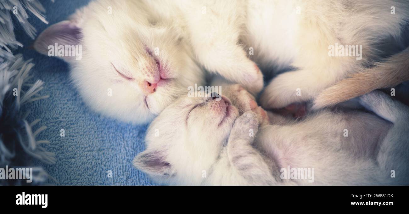 Zwei süße Kätzchen schlafen auf dem Rücken auf einer weichen, warmen, flauschigen Decke Stockfoto