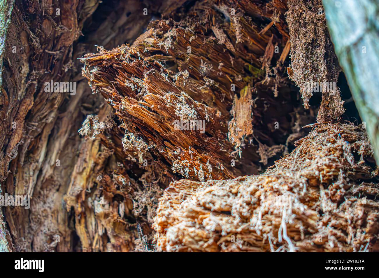 Holzfaser im Winter Stockfoto