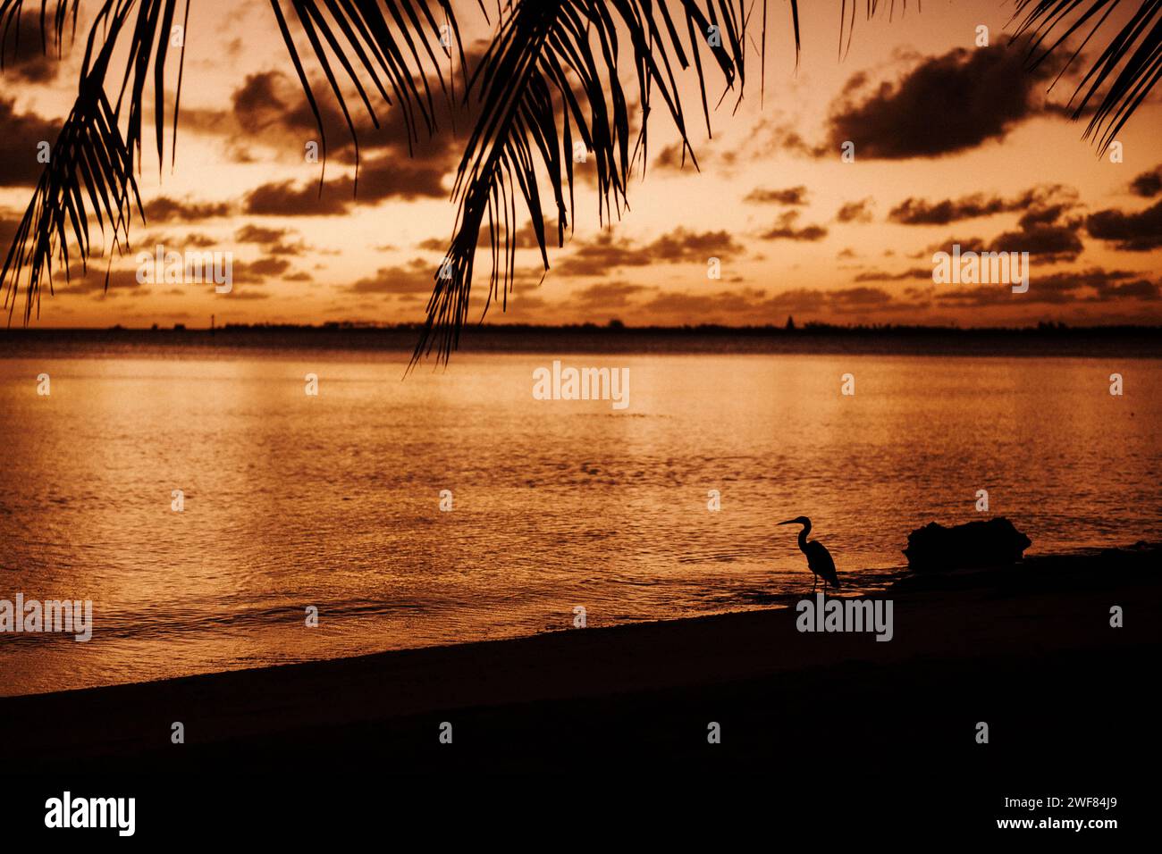 Sonnenuntergang über Fakarava Lagune mit Pacific Reef-Heron Silhouette. Stockfoto