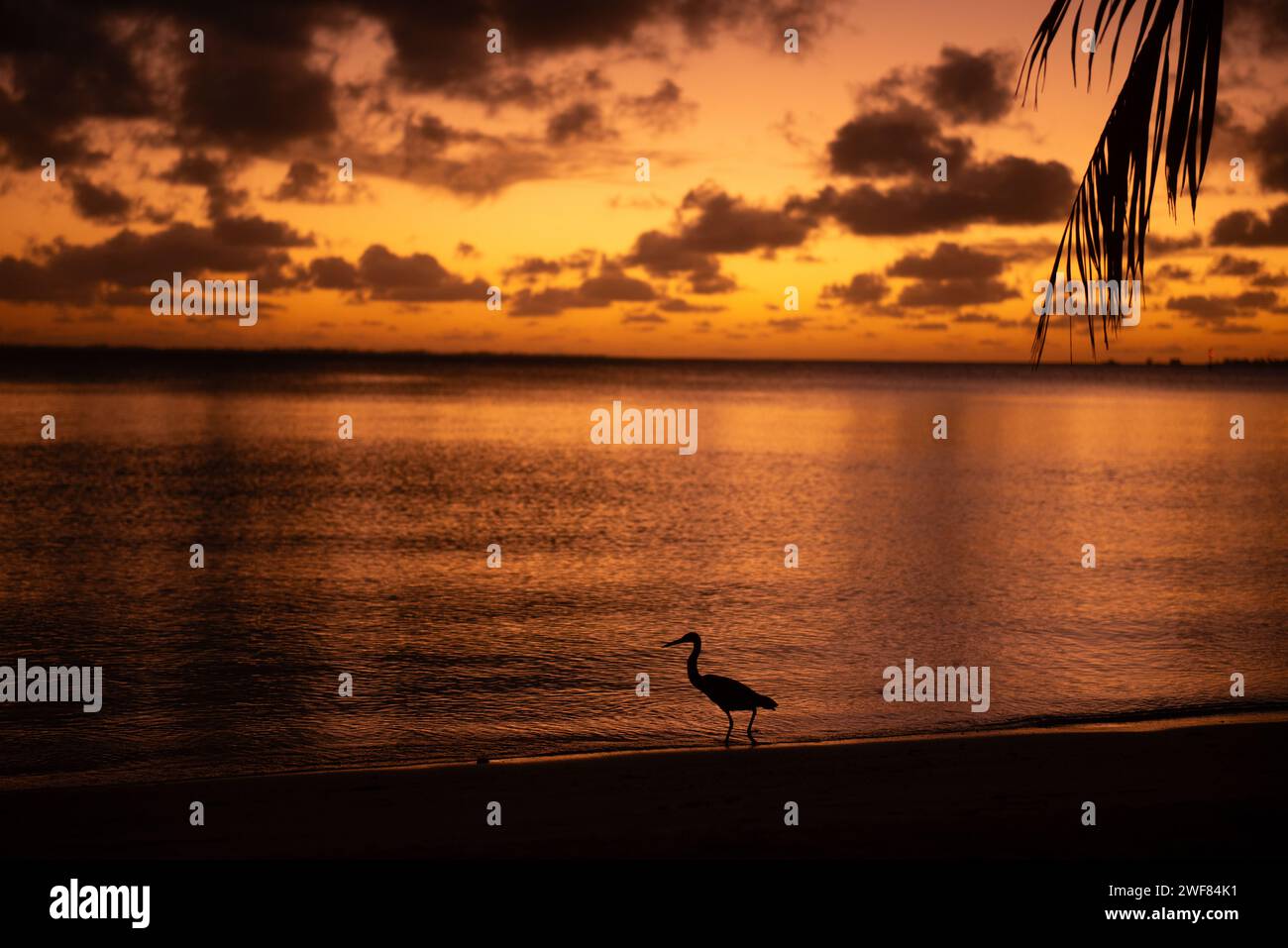 Sonnenuntergang über Fakarava Lagune mit Pacific Reef-Heron Silhouette. Stockfoto