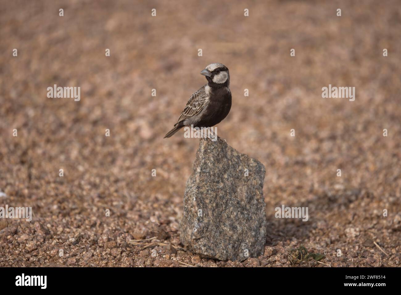 Aschgekrönte Sparrow-Lark, aschgekrönte Finch-Lark, Koppal, Karnataka, Indien Stockfoto