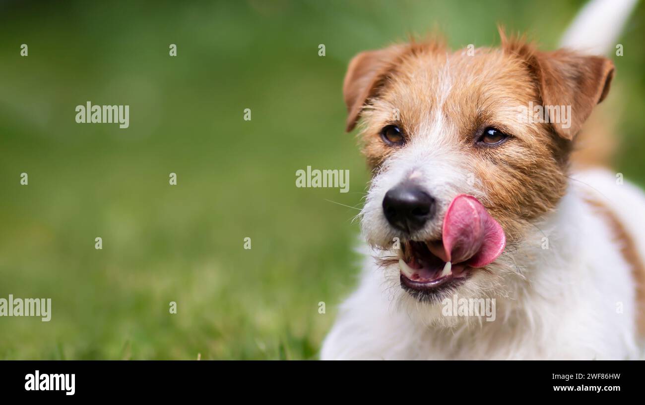 Glücklicher süßer, hungriger russell Terrierhund, der ihren Mund im Gras leckt. PET-Banner oder Hintergrund. Stockfoto