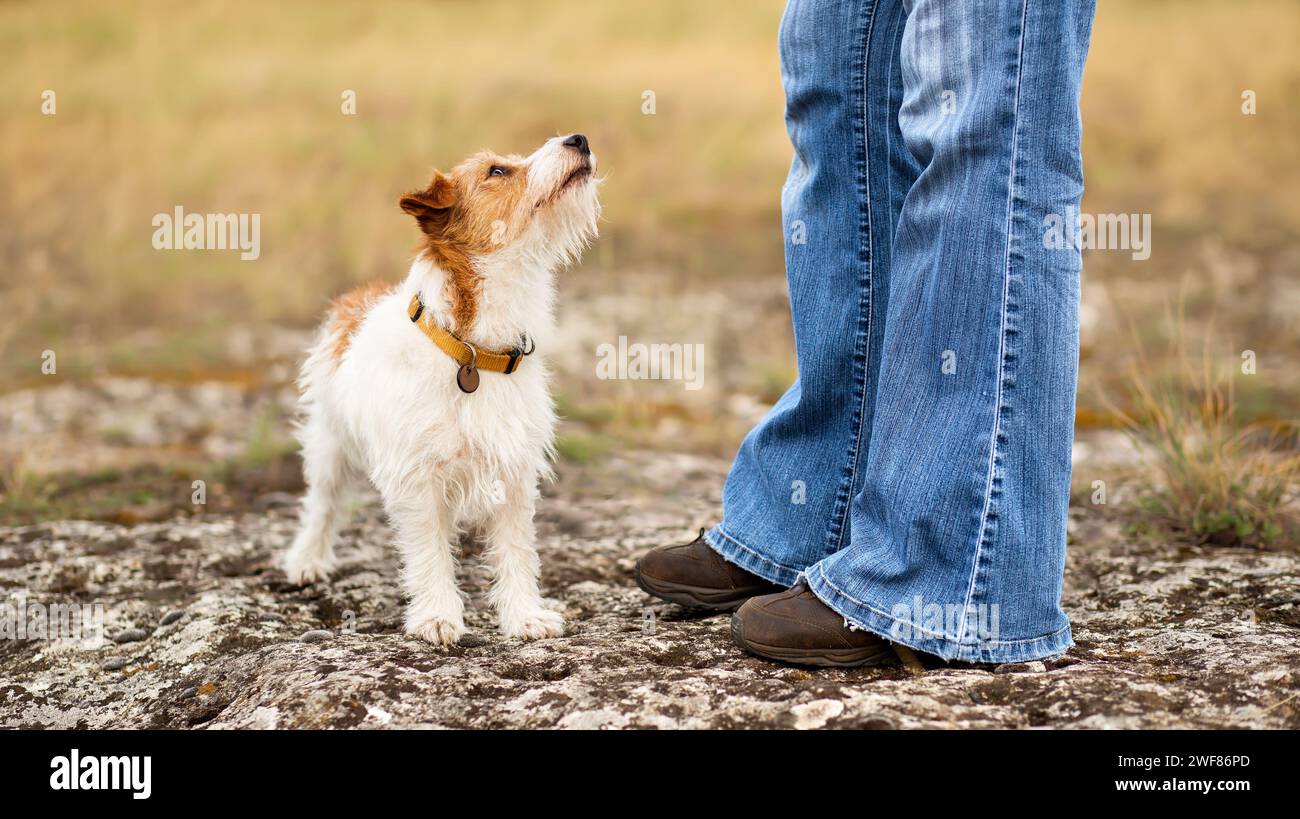 Süßes Hündchen, das ihren Trainer-Besitzer ansieht. Gehen mit Haustier- und Gehorsamstraining. Stockfoto