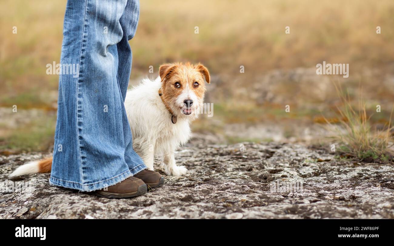Ein süßer Hündchen sitzt an den Beinen ihres Trainerbesitzers. Gehen mit Haustier- und Gehorsamstraining-Banner. Stockfoto