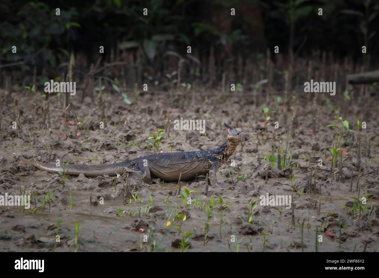 Asiatischer Wasserwächter, Varanus-Salvator, Sunderbans, Indien Stockfoto