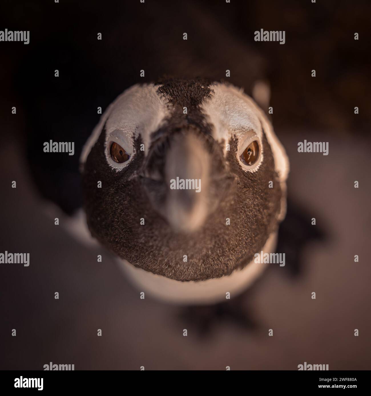 Afrikanischer Pinguin-Nahaufnahme. Er starrt direkt in das Objektiv für dieses Bild. Stockfoto