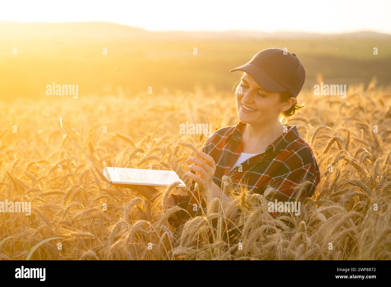 Eine Farmerin, die mit einem Laptop auf einem Weizenfeld arbeitet. Intelligente Landwirtschaft und digitale Landwirtschaft. Stockfoto