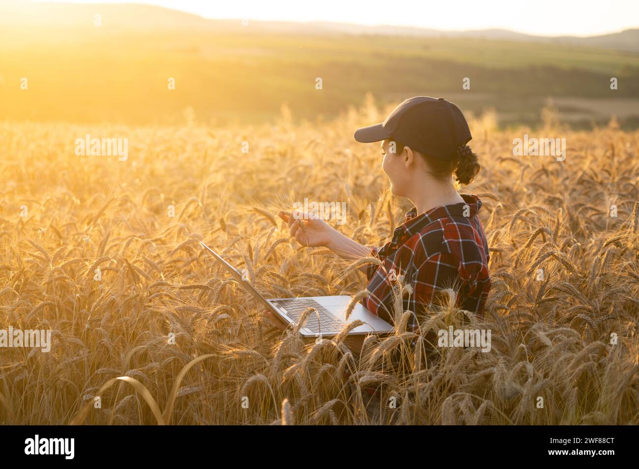 Eine Farmerin, die mit einem Laptop auf einem Weizenfeld arbeitet. Intelligente Landwirtschaft und digitale Landwirtschaft. Stockfoto