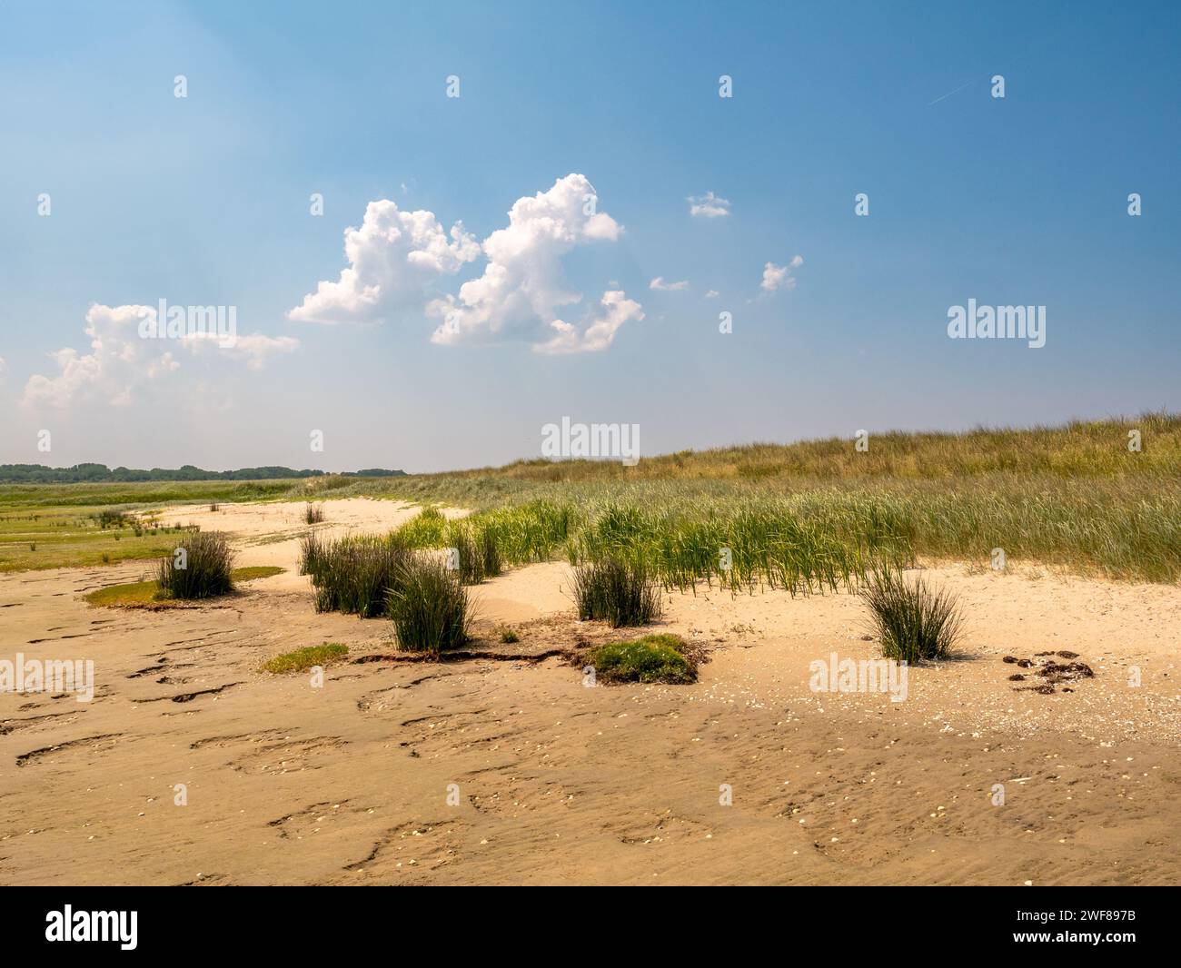 Meeresrauschen, Schilf, Schnurgras und Marramgras im Wattenmeer und am Strand des Naturschutzgebiets Kwade Hoek, Goeree, Zuid-Holland, Niederlande Stockfoto