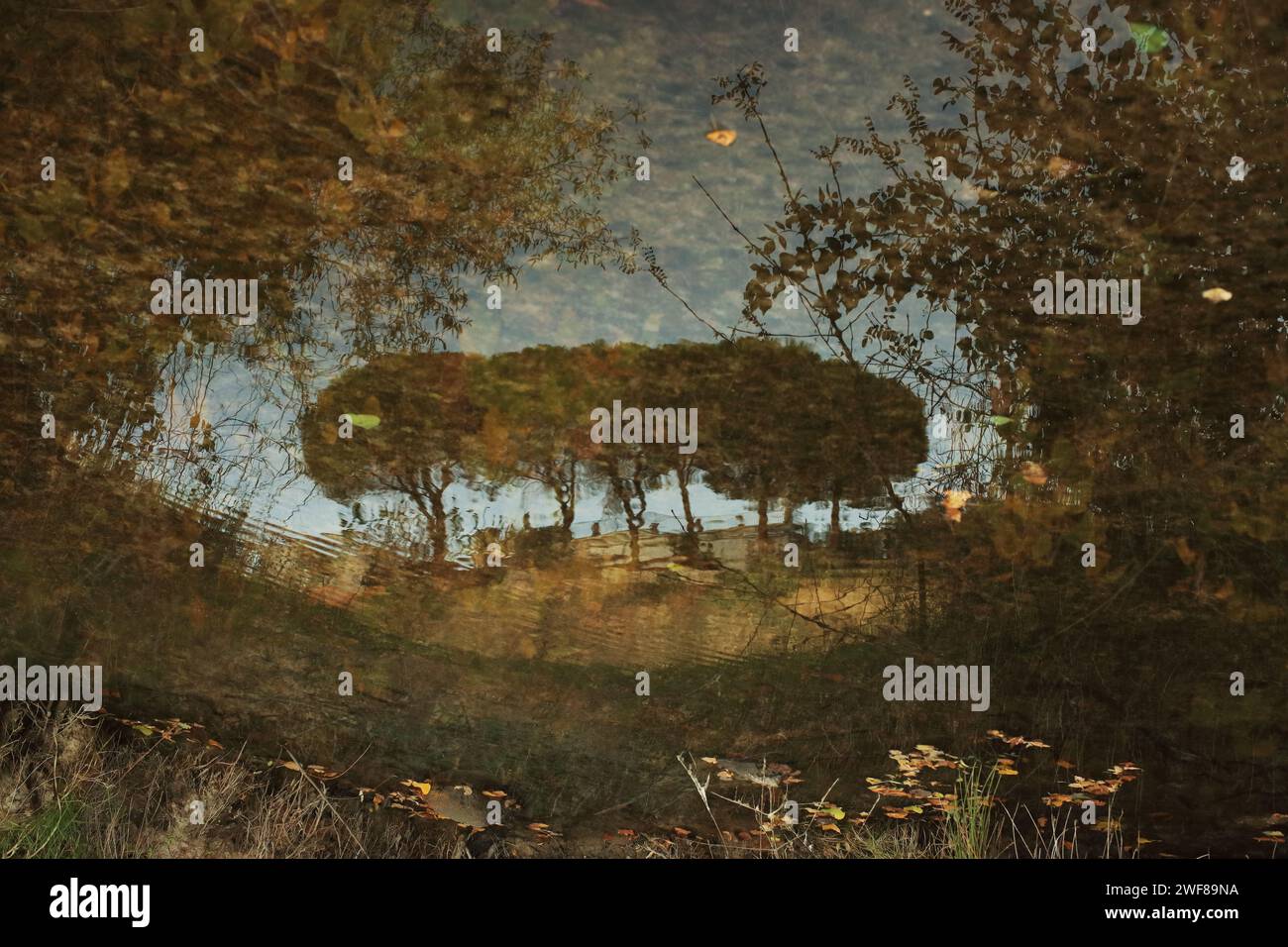 Von oben reflektiert man die herbstlichen Bäume und Blätter auf dem stillen Wasser des Alberche River in Toledo, die das friedliche Wesen des Meeres einfangen Stockfoto