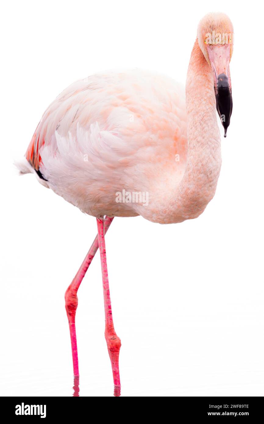 Seitenansicht eines einzelnen rosafarbenen Flamingos mit leuchtendem Gefieder und langen Beinen, isoliert vor weißem Hintergrund Stockfoto