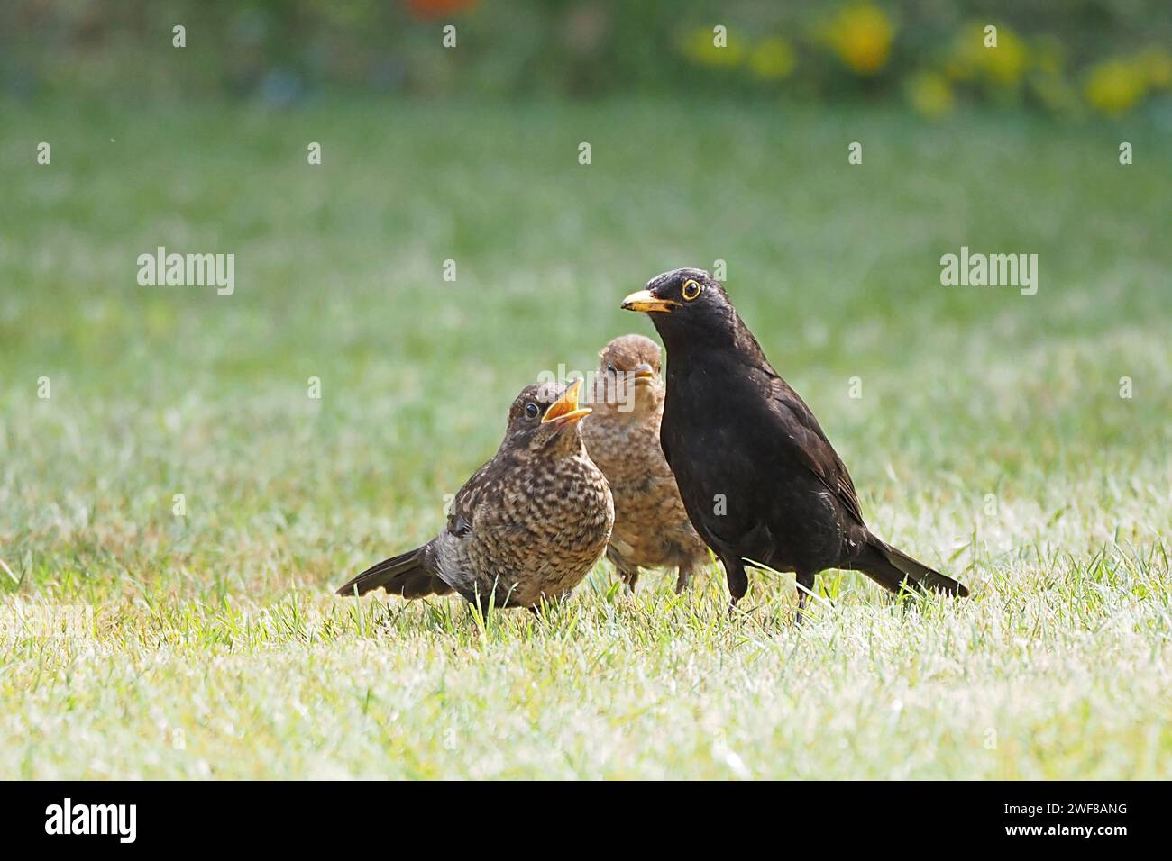 Eine Amsel mit ihren Jungen im Garten Stockfoto