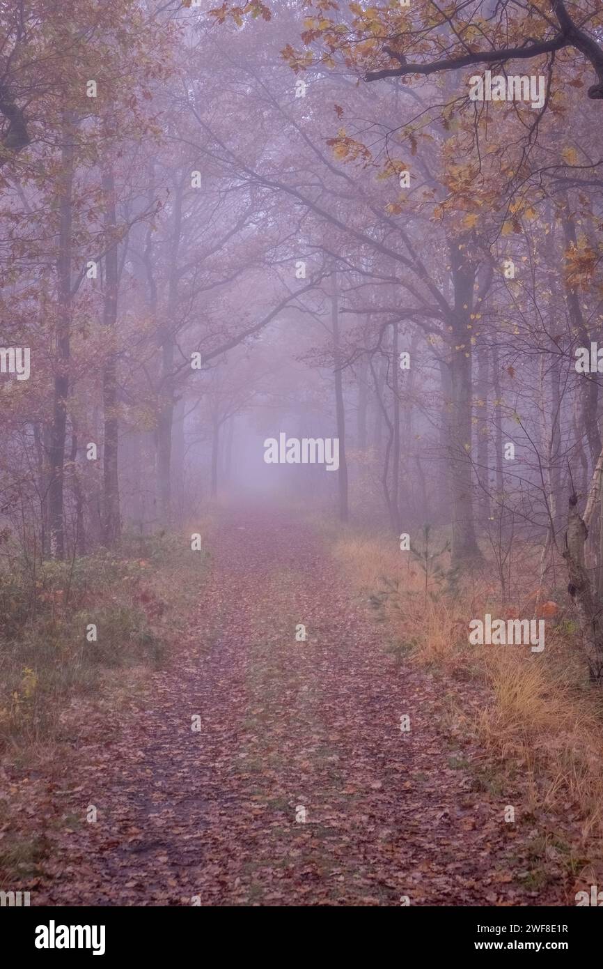 Dieses Bild taucht den Betrachter in das stille Geheimnis eines herbstlichen Waldweges ein, wo ein sanfter Nebel die Landschaft weich macht. Der mit abfallenden Blättern bedeckte Weg führt in die verdeckten Tiefen des Waldes. Bäume mit ihren kargen, bunten Blättern bilden einen natürlichen Bogengang, der auf den jahreszeitlichen Übergang vom Herbst zum Winter hinweist. Der Nebel hüllt den Wald in eine stille Stille, lädt zur Besinnung und in einem langsameren Tempo ein, das an den eigenen Rhythmus der Natur während der Herbstmonate erinnert. Verkleideter Pfad: Herbst Trifft Nebel. Hochwertige Fotos Stockfoto