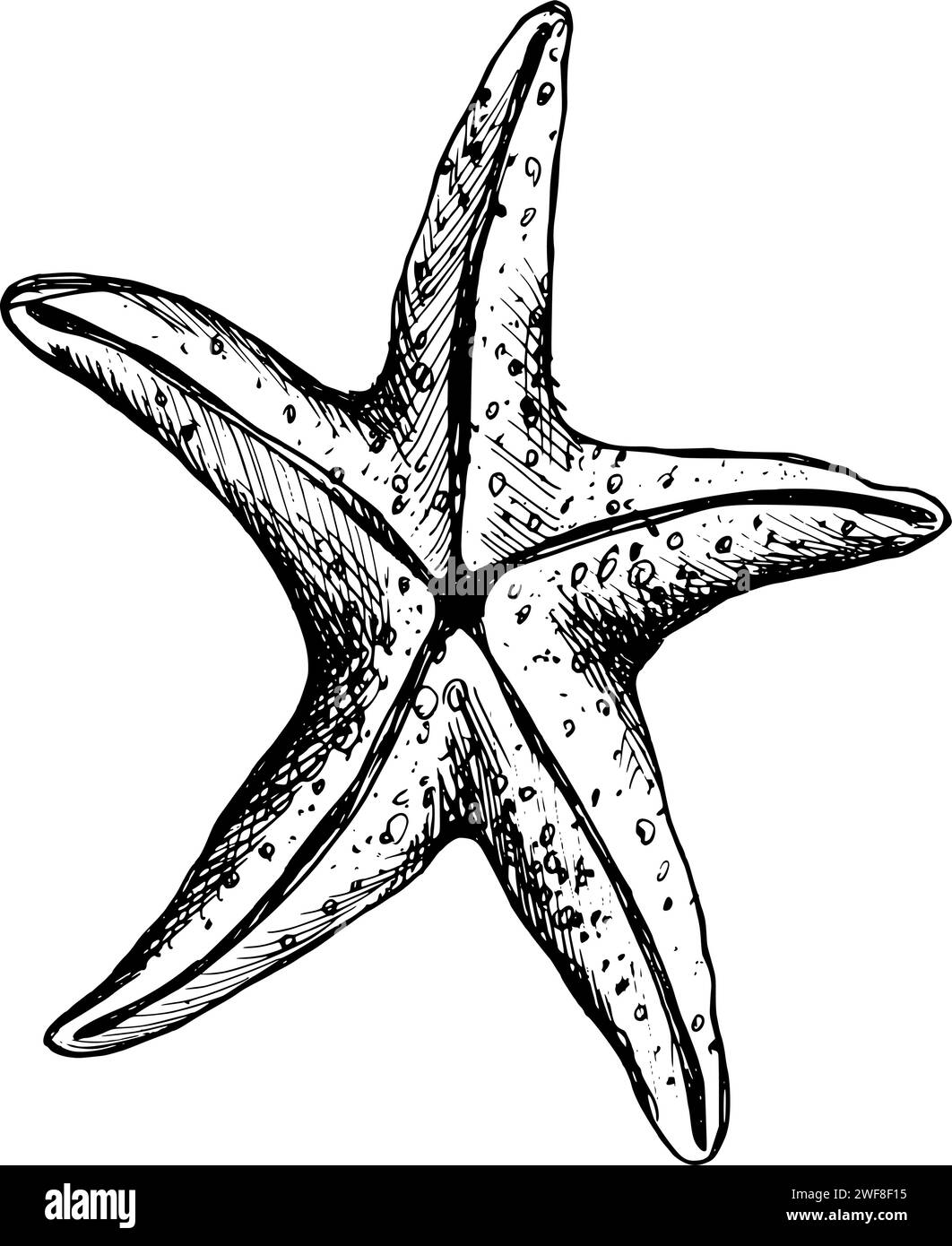 Unterwasser-Welt-Clipart mit Seesternen. Grafische Abbildung, handgezeichnet mit schwarzer Tinte. Isolierter Objekt-EPS-Vektor. Stock Vektor