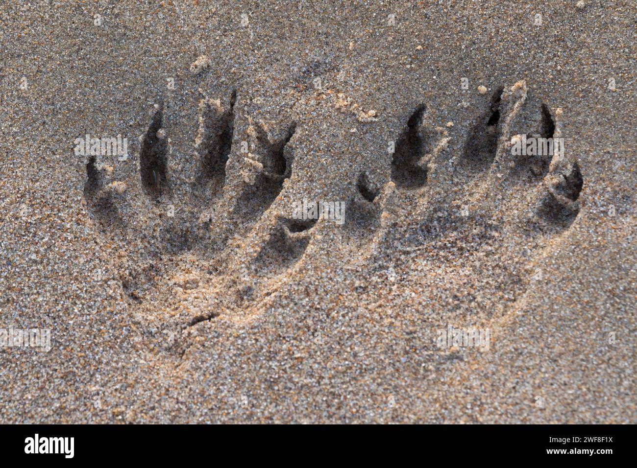 Animal Prints entlang Siuslaw Bay, Florence, Oregon Stockfoto