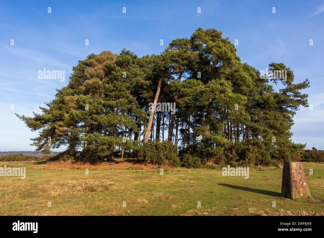 Camp Hill Clump, eine Gruppe schottischer Kiefern im Ashdown Forest an einem Wintertag in East Sussex, Großbritannien Stockfoto