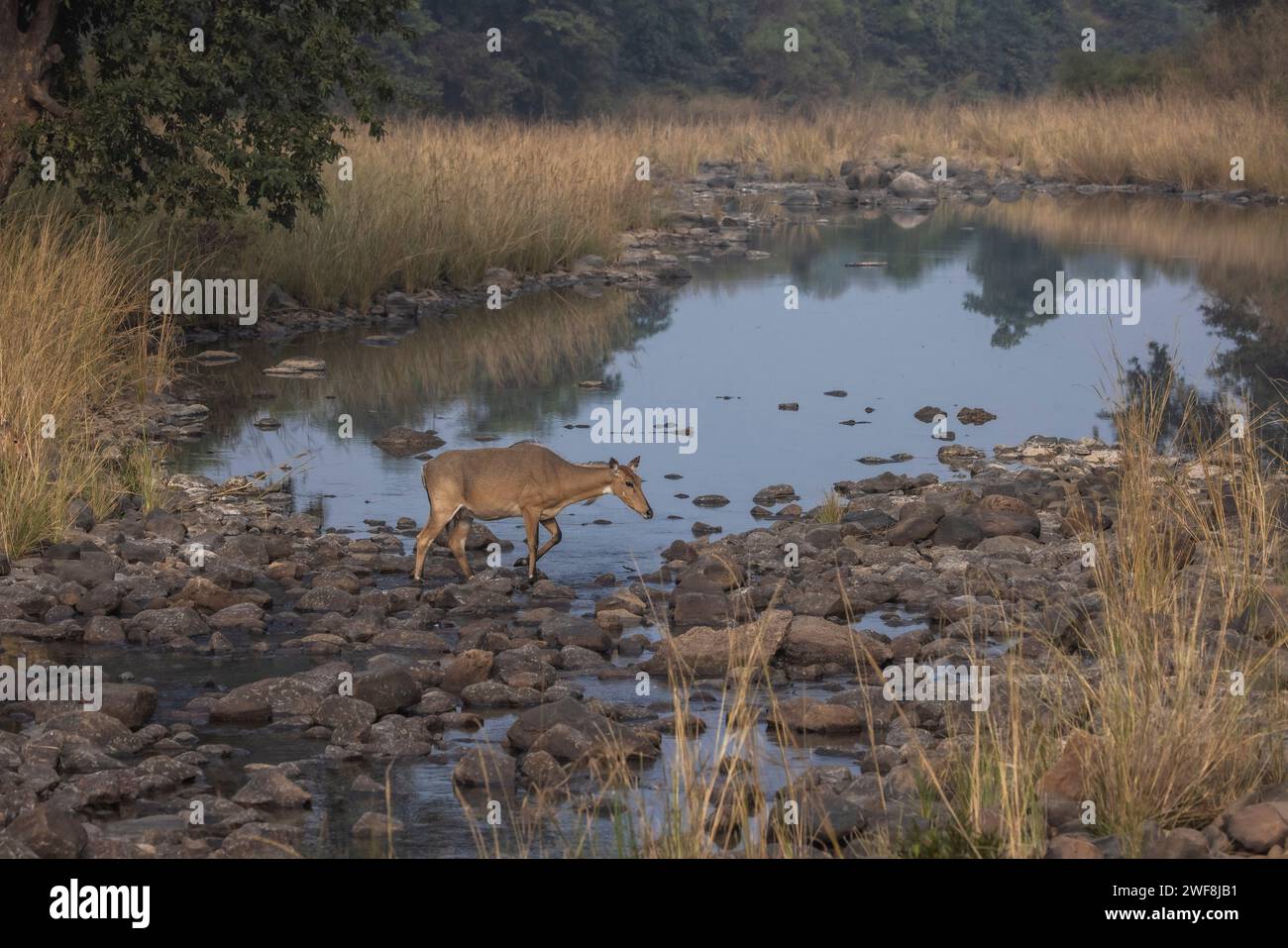 Blue Bull, weiblich, Boselaphus tragocamelus, Panna Tiger Reserve, Madhya Pradesh, Indien Stockfoto