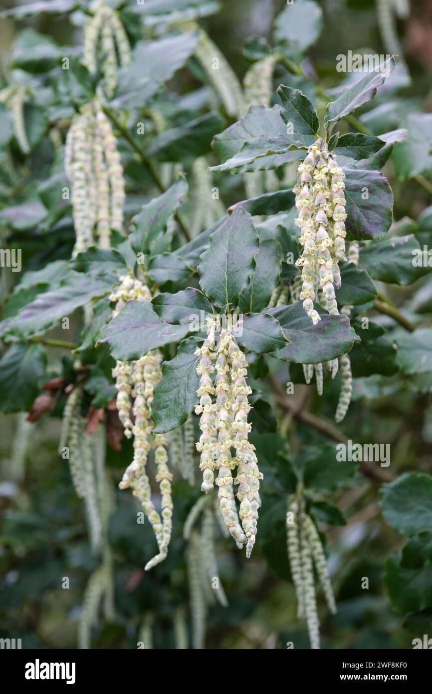 Garrya elliptica James Roof, Seidenquasten James Roof, buschiger immergrüner Sträucher, Blumen männlich, grau-grüne Katzetten Stockfoto