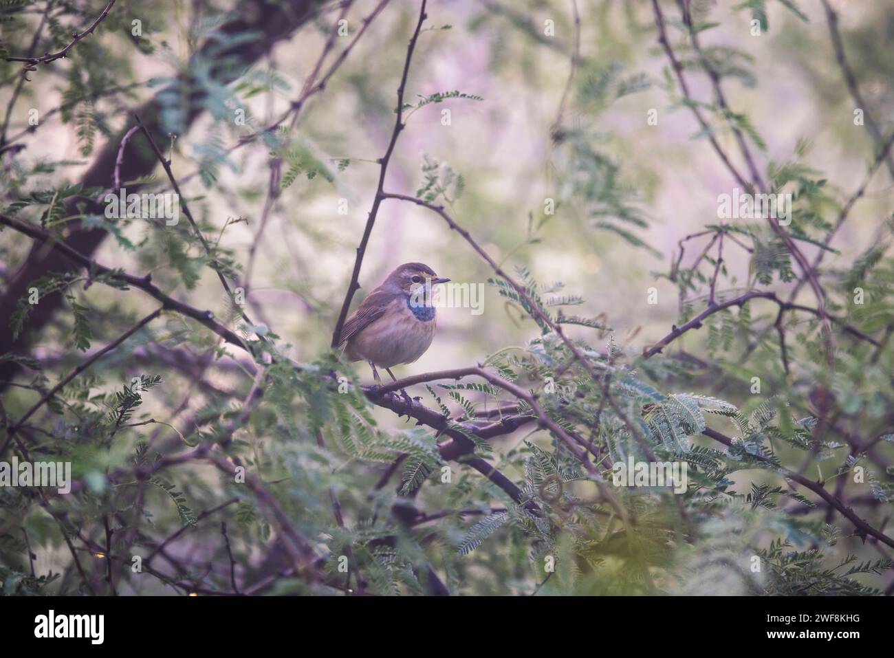 Blaukehlchen, Luscinia svecica, Bharatpur, Rajasthan, Indien Stockfoto