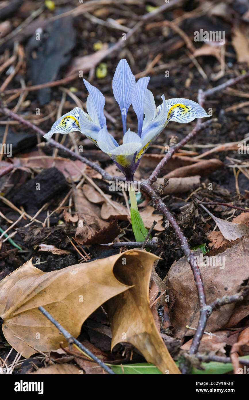 Iris Katharine Hodgkin, reticulata, Iris histriodes Katharine Hodgkin, Zwergblumen-Iris, große blassblaue Blüten im Spätwinter, fällt stark in die Adern Stockfoto