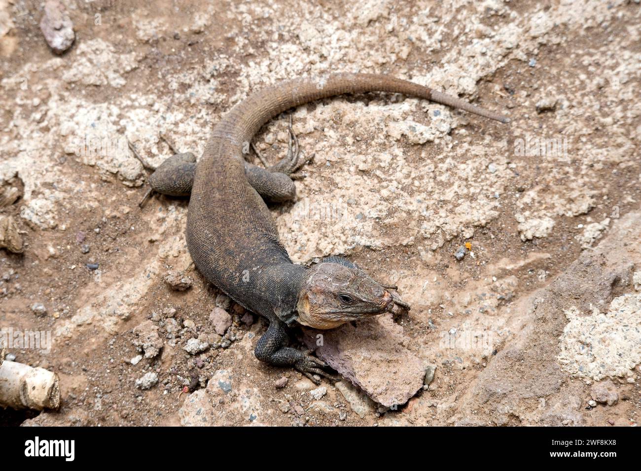Gran Canaria Rieseneidechse (Gallotia stehlini) ist eine Eidechse, die auf Gran Canaria endemisch ist. Dieses Foto wurde in Cenobio de Valeron, Gran Canaria, aufgenommen. Stockfoto
