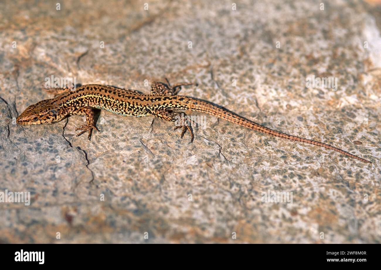 Die iberische Wandeidechse (Podarcis hispanicus) ist eine Eidechse, die auf der Iberischen Halbinsel, Südfrankreich und Nordwestafrika beheimatet ist. Dieses Foto wurde in Ti aufgenommen Stockfoto