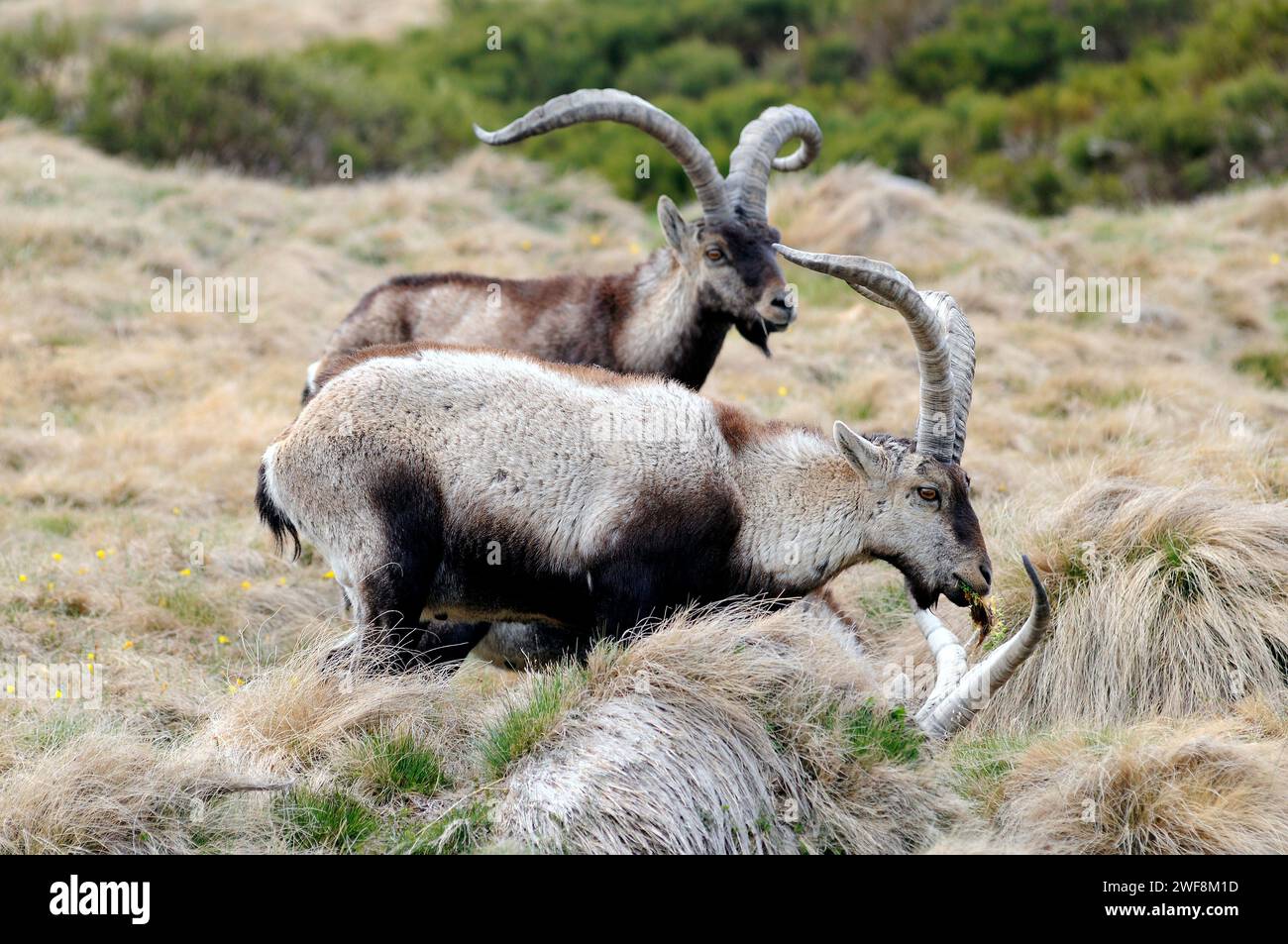 Der Steinbock (Capra pyrenaica victoriae) ist eine Ziegensubart, die in der Sierra de Gredos und der Sierra de Guadarrama endemisch ist. Dieses Foto Stockfoto
