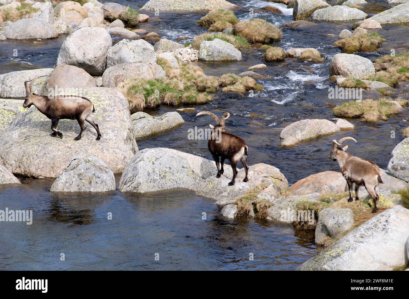 Der Steinbock (Capra pyrenaica victoriae) ist eine Ziegensubart, die in der Sierra de Gredos und der Sierra de Guadarrama endemisch ist. Dieses Foto Stockfoto