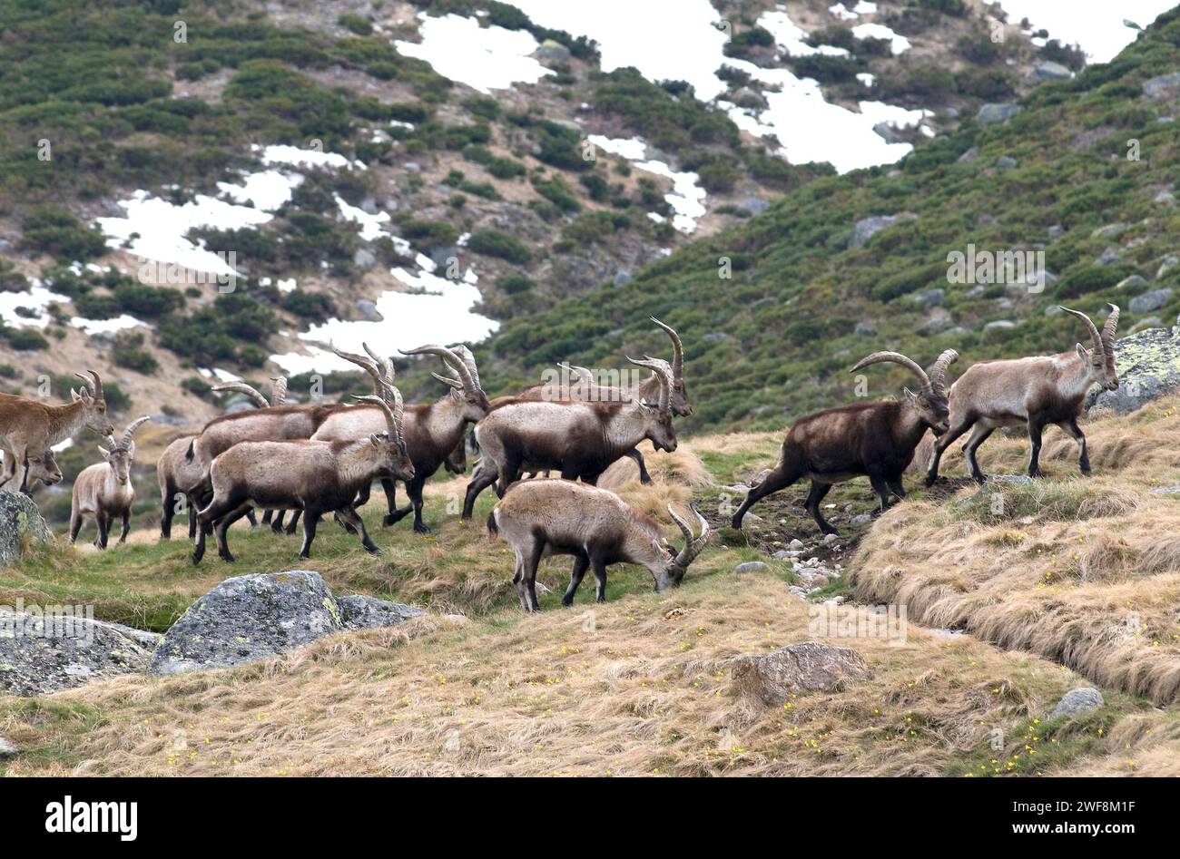 Der Steinbock (Capra pyrenaica victoriae) ist eine Ziegensubart, die in der Sierra de Gredos und der Sierra de Guadarrama endemisch ist. Dieses Foto Stockfoto