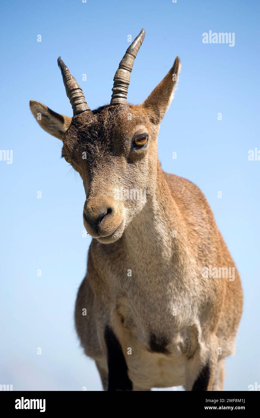 Der Steinbock (Capra pyrenaica victoriae) ist eine Ziegensubart, die in der Sierra de Gredos und der Sierra de Guadarrama endemisch ist. Dieses Foto Stockfoto