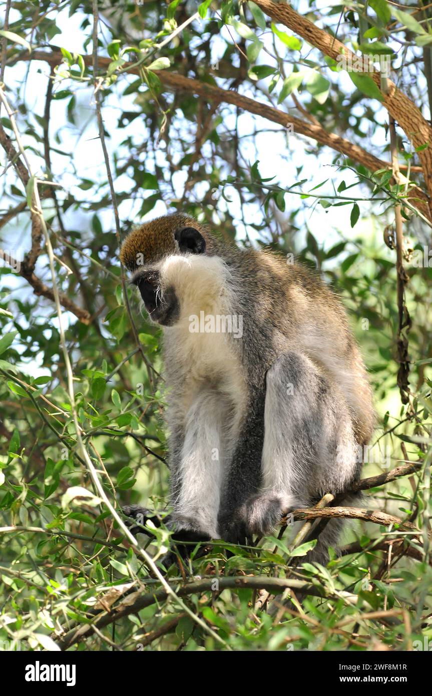 Grivet (Chlorocebus aethiops oder Cercopithecus aethiops) ist ein in Ostafrika heimischer Amonkey. Dieses Foto wurde in Äthiopien aufgenommen. Stockfoto