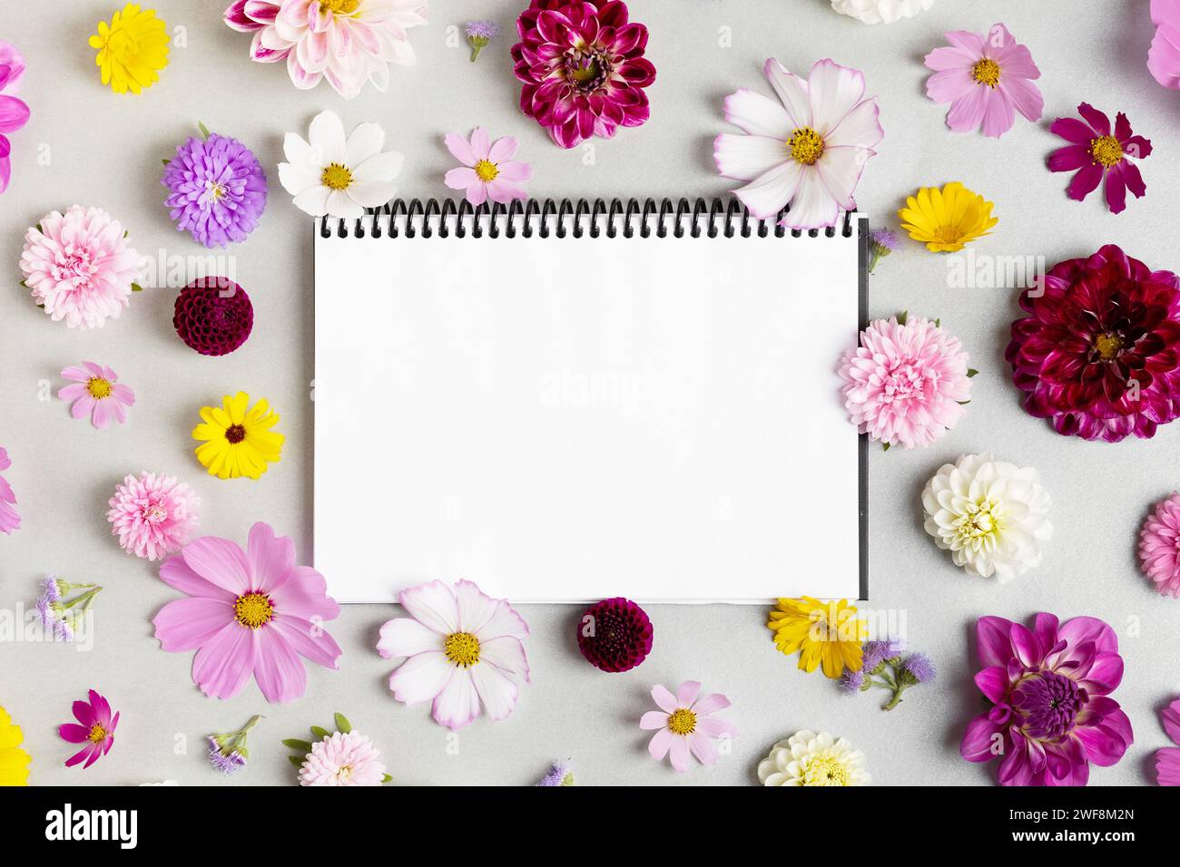 Kreatives Layout aus Blumen Astern, Dahlien, Ringelblumen und Notizbuch mit sauberer Seite. Geburtstagsgrußkarte, Valentinstag, Muttertag. Flach l Stockfoto