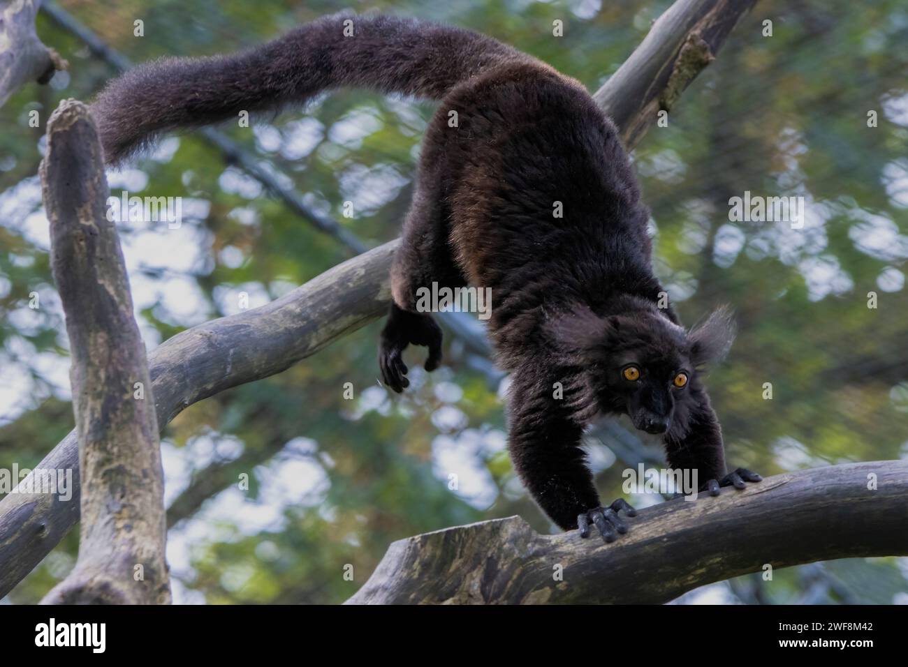 Schwarzen Lemur Stockfoto