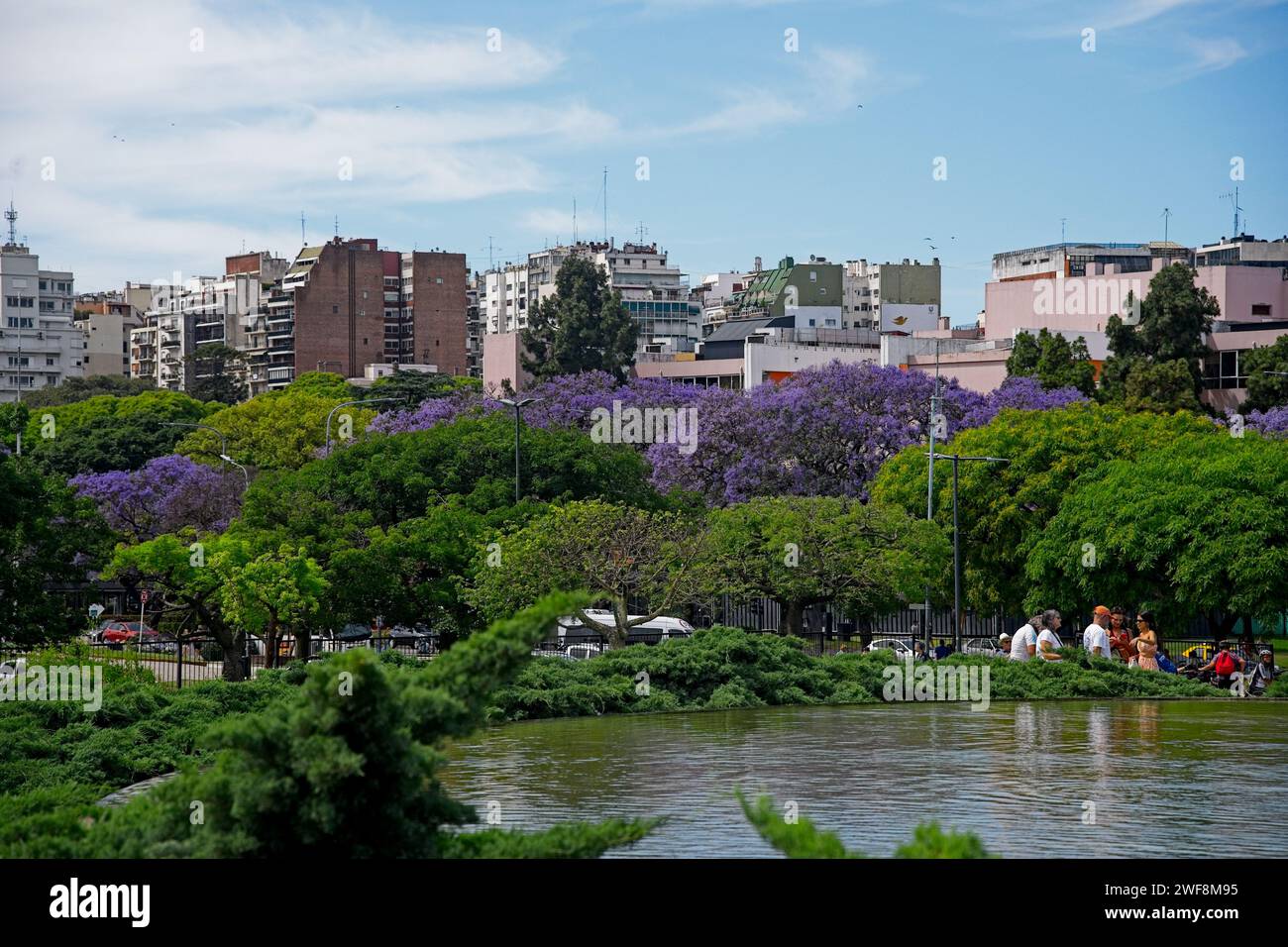 Die Plaza de las Naciones Unidas (Plaza de las Naciones Unidas der Vereinten Nationen) verfügt über eine Vielzahl von Jacaranda-Bäumen, diese herrlich violett-blau blühende Pflanze, die ihren Ursprung hat Stockfoto