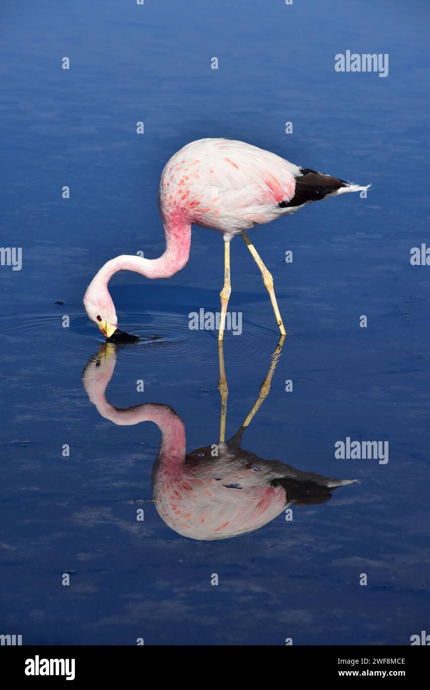 Andenflamingo (Phoenicoparrus andinus) ist eine Art Flamingo, der in den Anden lebt. Dieses Foto wurde in Laguna Chaxa, Atacamawüste, CH. Aufgenommen Stockfoto