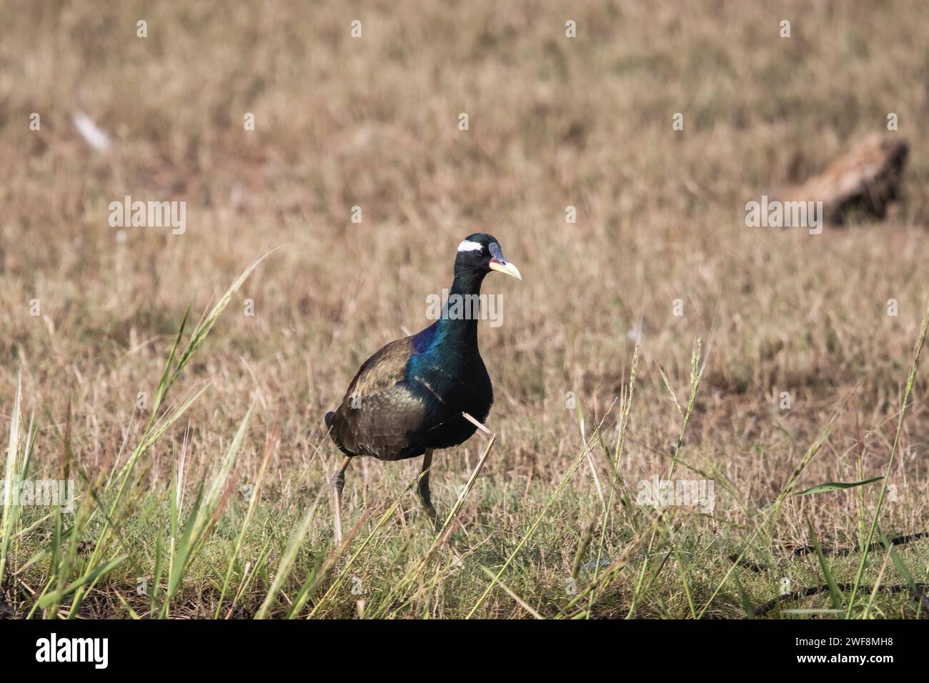 Bronzeflieger Jacana, Metopidius indicus, Bhitarkanika, Odisha, Indien Stockfoto