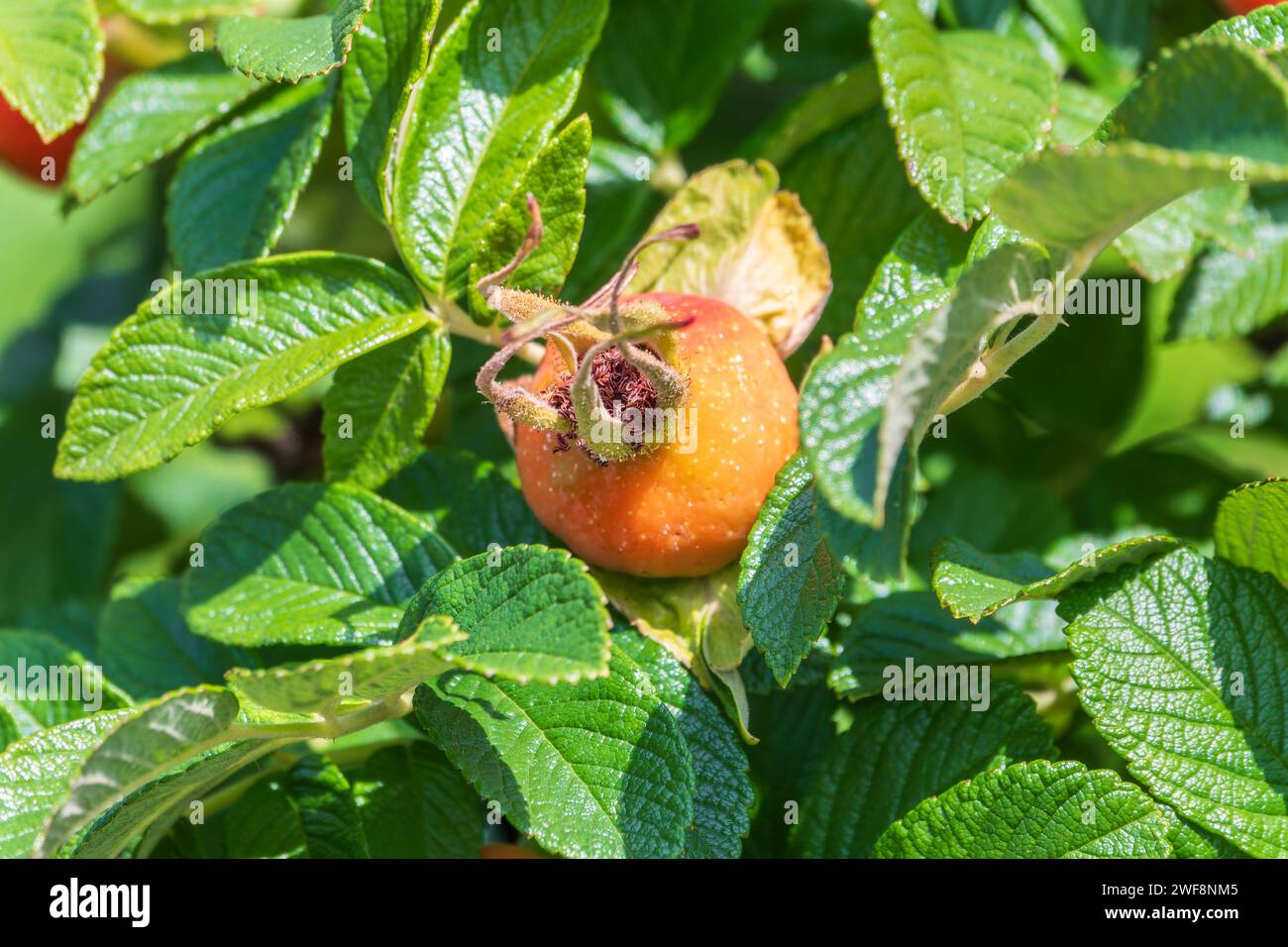 Herbst oder Sommer Natur Hintergrund mit Hagebutten Zweige im Licht der untergehenden Sonne. Die hagebutte oder Hagebutte, auch als Rose haw, ist das Zubehör Obst Stockfoto