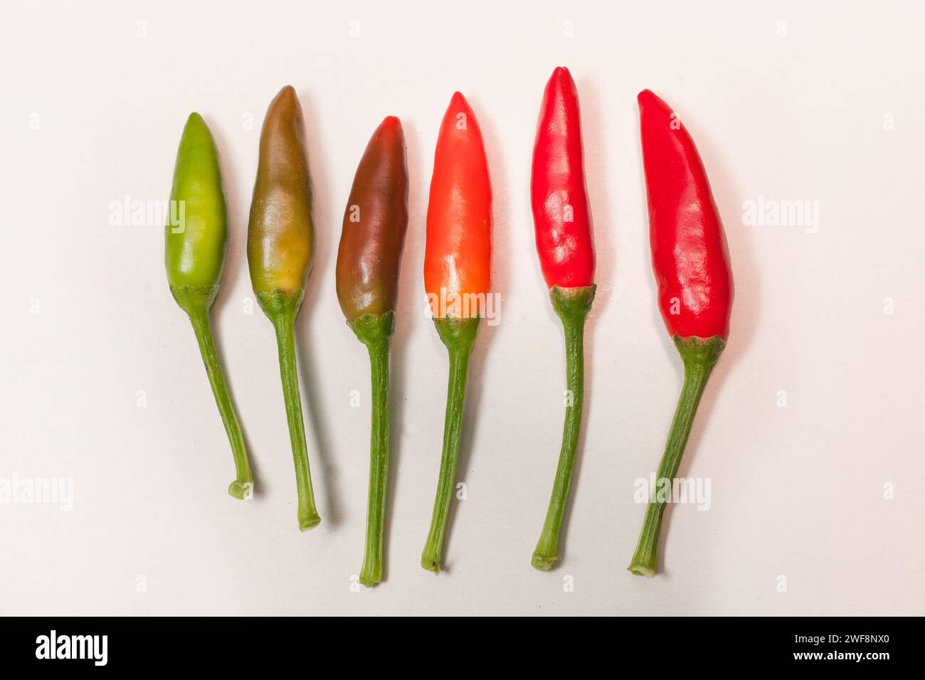 Ein Haufen kleiner Chilischoten Stockfoto