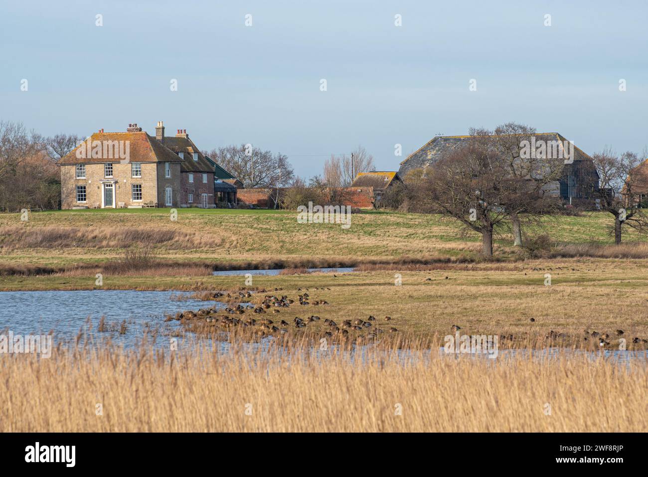 Blick auf das Elmley Nature Reserve auf der Isle of Sheppey, Kent, England, Großbritannien, mit Wasservögeln und Schilfbeeten Stockfoto
