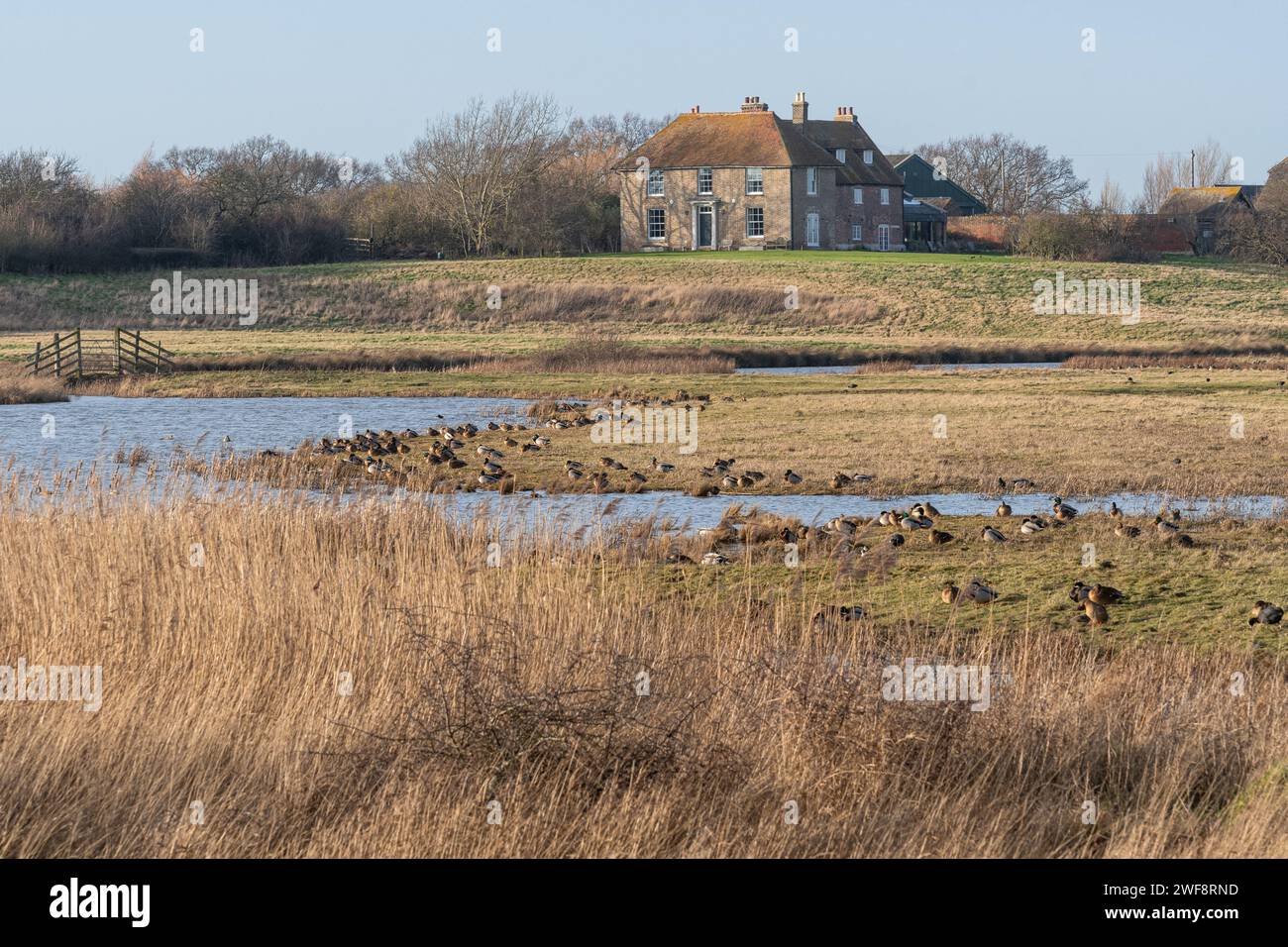 Blick auf das Elmley Nature Reserve auf der Isle of Sheppey, Kent, England, Großbritannien, mit Wasservögeln und Schilfbeeten Stockfoto
