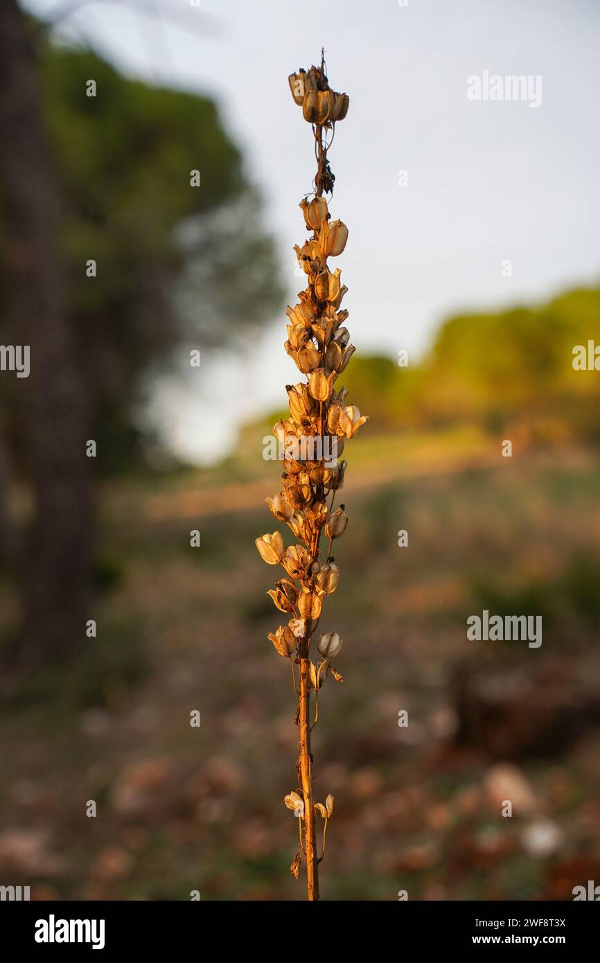 Samenschoten von Seekeuchen, die in Spanien heimisch sind. Stockfoto