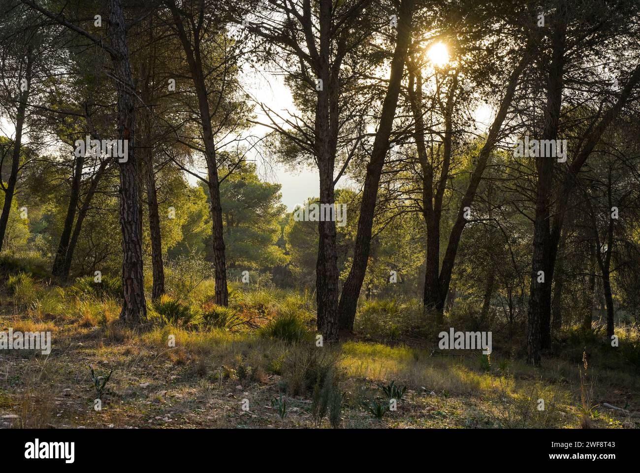 Spätes Sonnenlicht scheint durch den Kiefernwald in Sierra de Mija,. Südspanien. Stockfoto