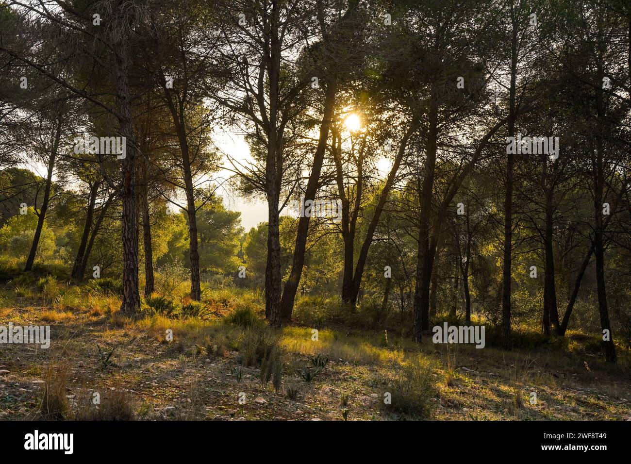 Spätes Sonnenlicht scheint durch den Kiefernwald in Sierra de Mija,. Südspanien. Stockfoto