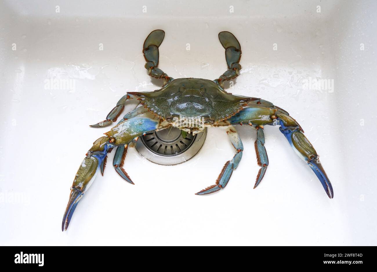 Eine lebende blaue Krabbe in einem Waschbecken, bevor sie gekocht wird. Stockfoto