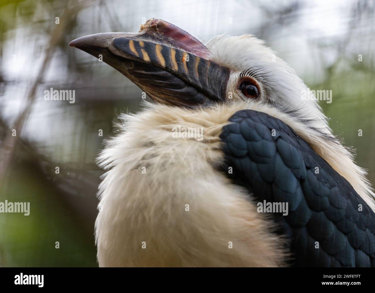 Der majestätische Visayan-Nashornvogel Penelopides panini, der durch die üppige Landschaft der Philippinen schwingt, ein Symbol für den Erhalt der Biodiversität. Stockfoto