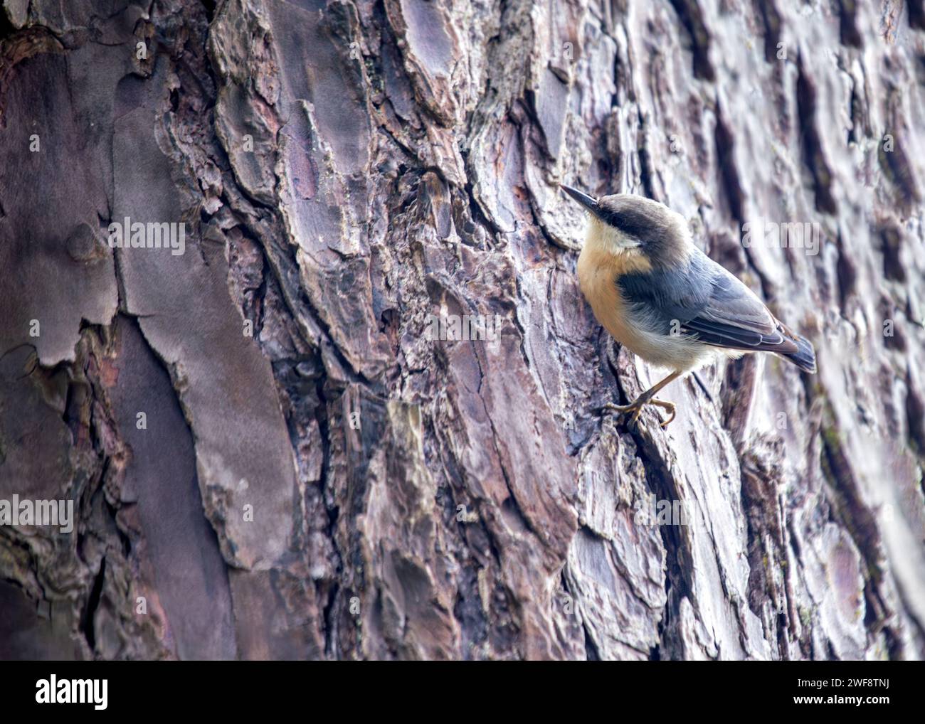 Winzig und doch lebhaft, die Pygmy Nuthatch, Sitta pygmaea, flieht zwischen Nadelbäumen in den Wäldern Nordamerikas. Stockfoto
