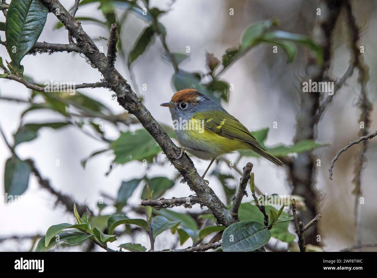 Mit Kastanienkronen gekrönter Warbler, Phylloscopus castaniceps, Pangolakha Wildlife Sanctuary, Sikkim, Indien Stockfoto