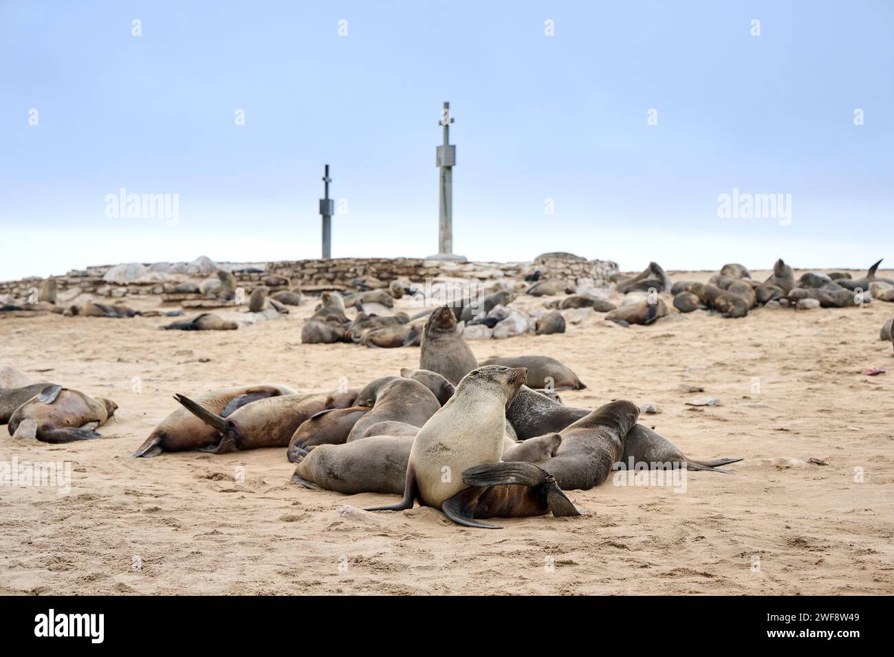 Braune Robbenkolonien mit Babys, Cape Cross Seal Reserve, Namibia, Afrika Stockfoto