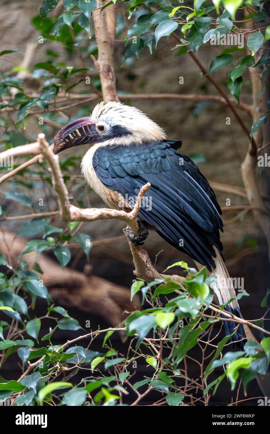 Der majestätische Visayan-Nashornvogel Penelopides panini, der durch die üppige Landschaft der Philippinen schwingt, ein Symbol für den Erhalt der Biodiversität. Stockfoto