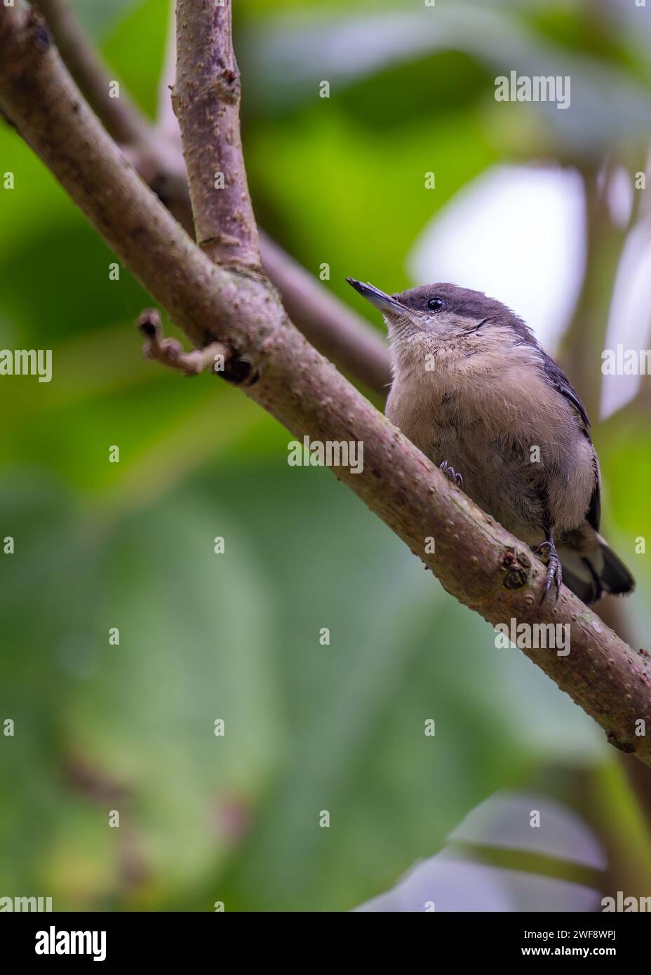 Winzig und doch lebhaft, die Pygmy Nuthatch, Sitta pygmaea, flieht zwischen Nadelbäumen in den Wäldern Nordamerikas. Stockfoto